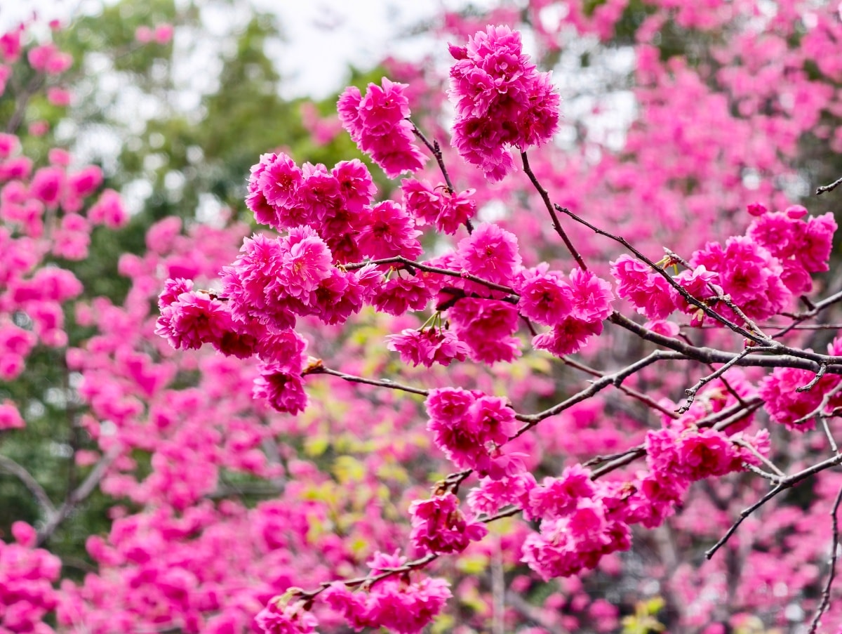 ★桃園親子景點★隱藏版賞櫻景點『長庚養生文化村』，超適合親子的輕鬆木棧道賞八重櫻花海，還有大草皮可以野餐放電唷～