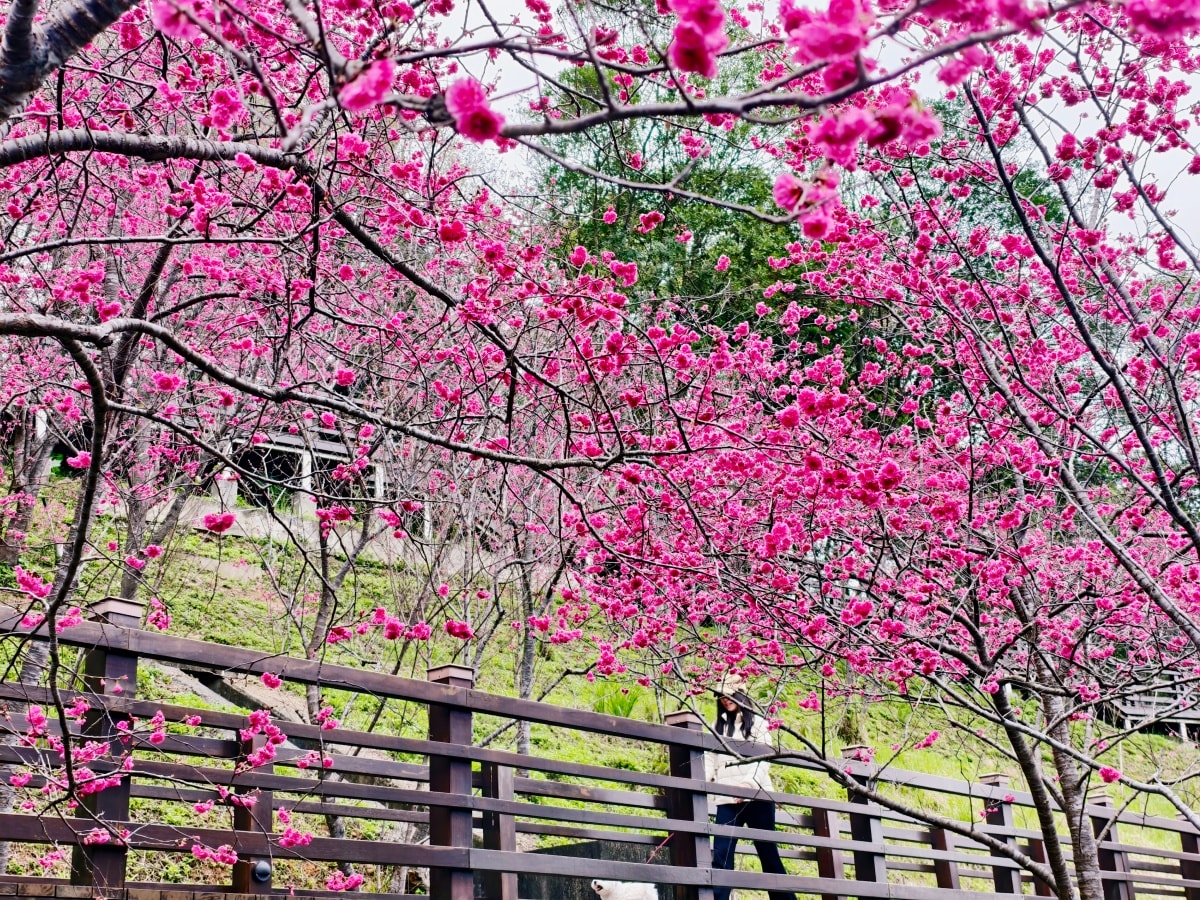 ★桃園親子景點★隱藏版賞櫻景點『長庚養生文化村』，超適合親子的輕鬆木棧道賞八重櫻花海，還有大草皮可以野餐放電唷～