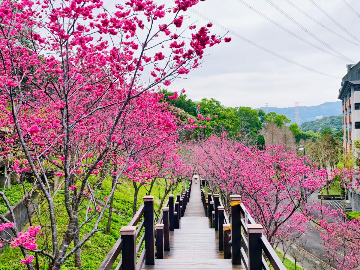 ★桃園親子景點★隱藏版賞櫻景點『長庚養生文化村』，超適合親子的輕鬆木棧道賞八重櫻花海，還有大草皮可以野餐放電唷～
