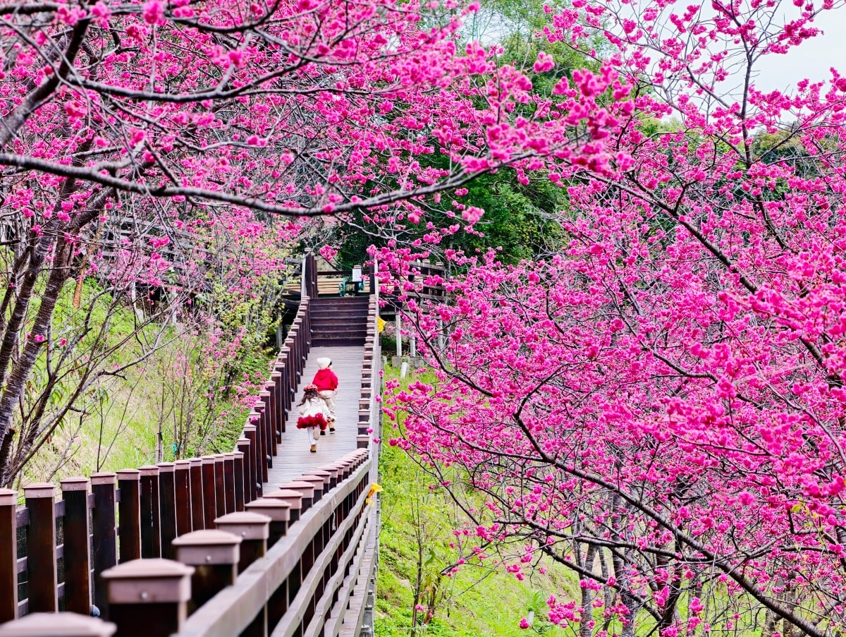 ★桃園親子景點★隱藏版賞櫻景點『長庚養生文化村』，超適合親子的輕鬆木棧道賞八重櫻花海，還有大草皮可以野餐放電唷～