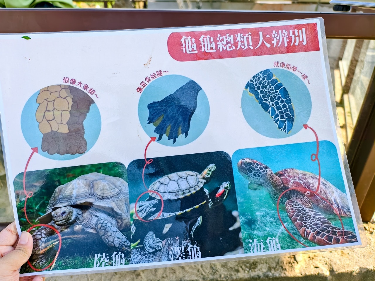 ★南投親子景點推薦★鹿芝谷景觀生態園區,動物互動、生態導覽、多肉DIY、甲蟲館一次滿足,南投親子遊一日行程推薦! - 第16張圖 ★南投親子景點推薦★鹿芝谷景觀生態園區,動物互動、生態導覽、多肉DIY、甲蟲館一次滿足,南投親子遊一日行程推薦!
