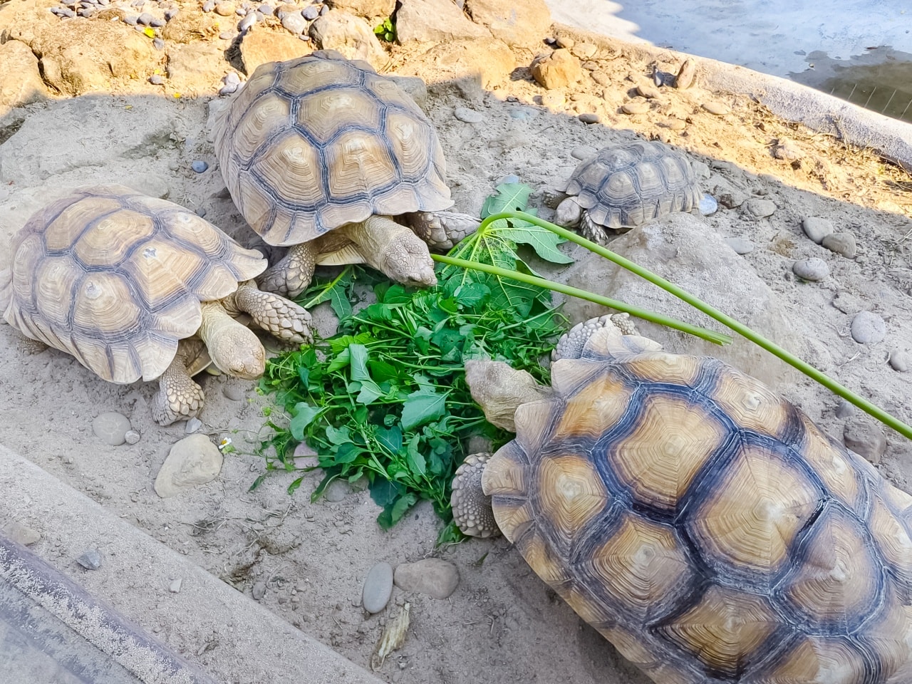 ★南投親子景點推薦★鹿芝谷景觀生態園區，動物互動、生態導覽、多肉DIY、甲蟲館一次滿足，南投親子遊一日行程推薦！