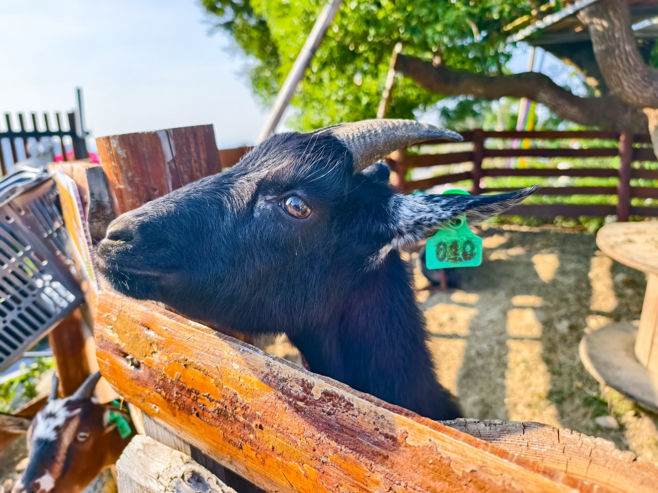 ★南投親子景點推薦★鹿芝谷景觀生態園區，動物互動、生態導覽、多肉DIY、甲蟲館一次滿足，南投親子遊一日行程推薦！