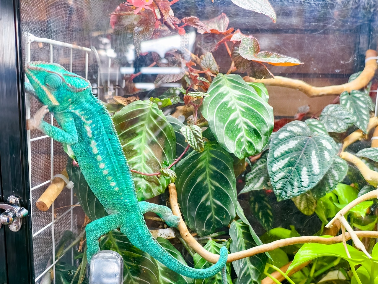 ★南投親子景點推薦★鹿芝谷景觀生態園區,動物互動、生態導覽、多肉DIY、甲蟲館一次滿足,南投親子遊一日行程推薦! - 第38張圖 ★南投親子景點推薦★鹿芝谷景觀生態園區,動物互動、生態導覽、多肉DIY、甲蟲館一次滿足,南投親子遊一日行程推薦!