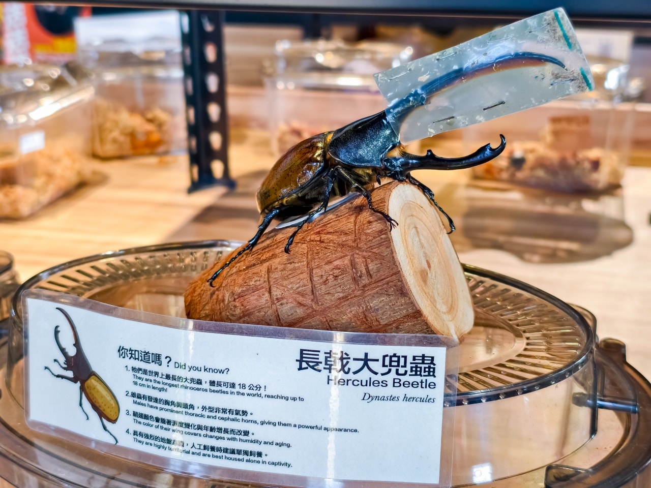★南投親子景點推薦★鹿芝谷景觀生態園區,動物互動、生態導覽、多肉DIY、甲蟲館一次滿足,南投親子遊一日行程推薦! - 第37張圖 ★南投親子景點推薦★鹿芝谷景觀生態園區,動物互動、生態導覽、多肉DIY、甲蟲館一次滿足,南投親子遊一日行程推薦!