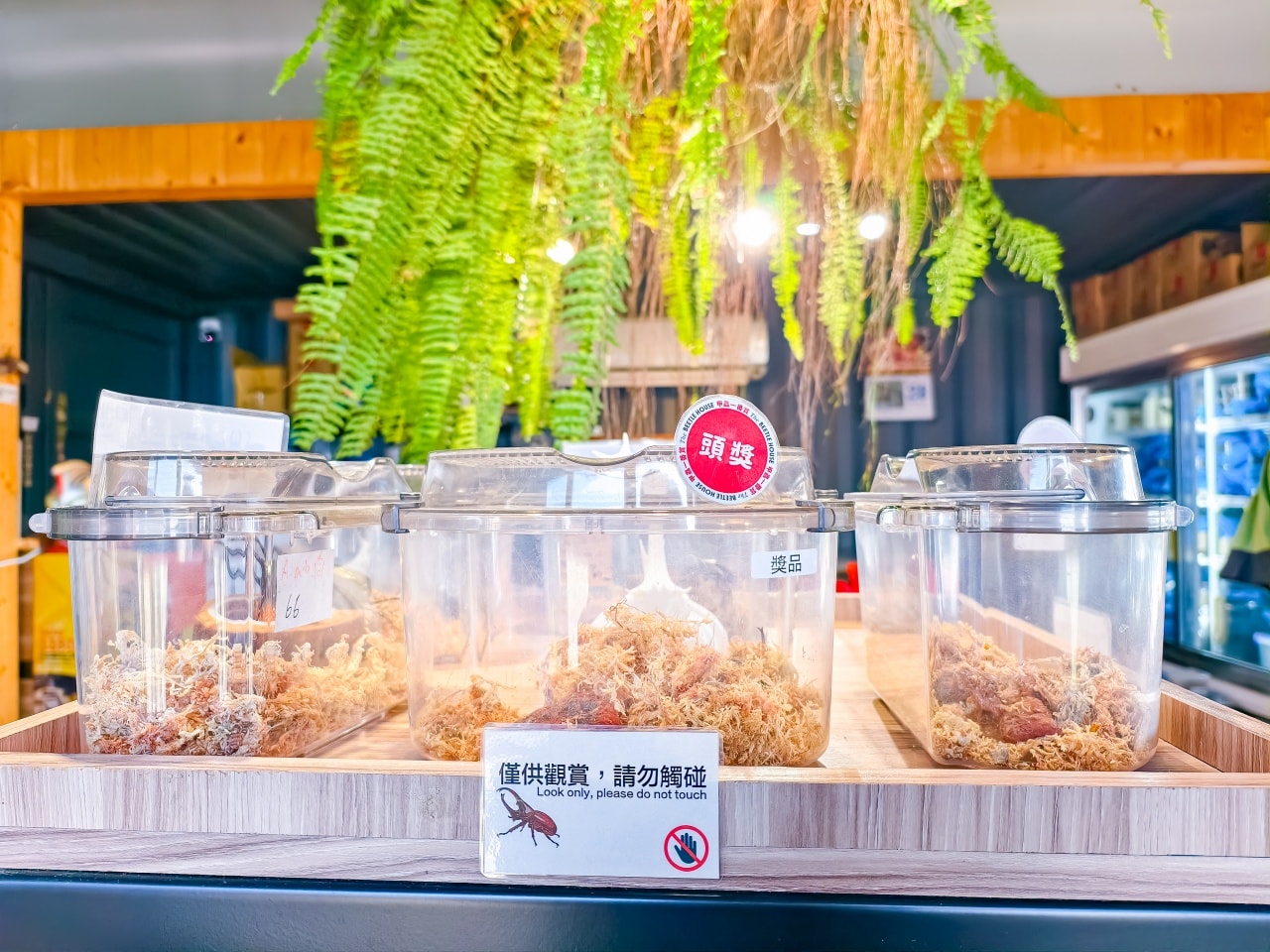 ★南投親子景點推薦★鹿芝谷景觀生態園區，動物互動、生態導覽、多肉DIY、甲蟲館一次滿足，南投親子遊一日行程推薦！