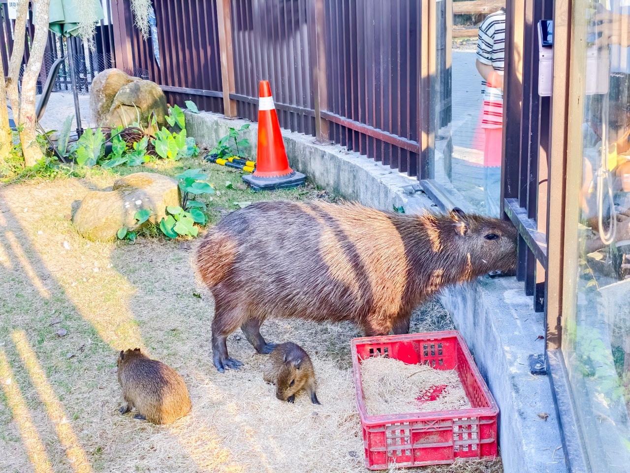 ★南投親子景點推薦★鹿芝谷景觀生態園區，動物互動、生態導覽、多肉DIY、甲蟲館一次滿足，南投親子遊一日行程推薦！
