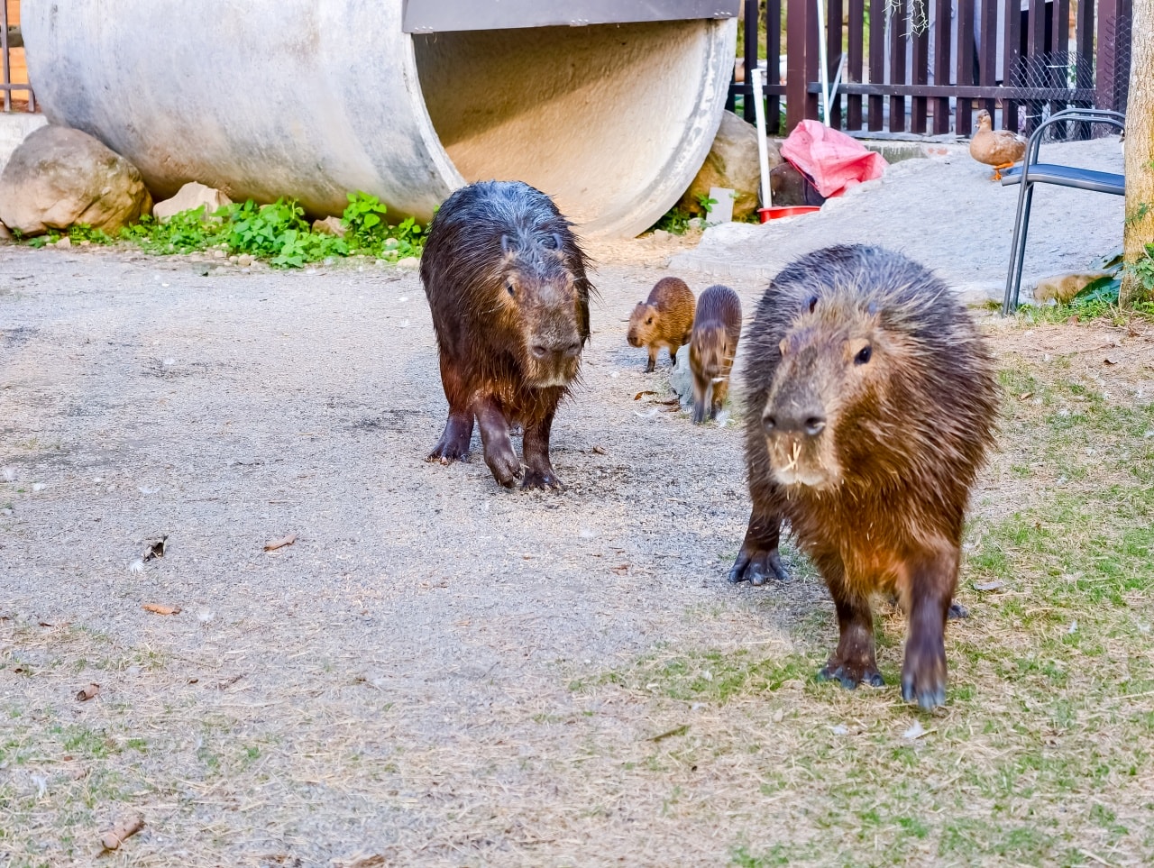 ★南投親子景點推薦★鹿芝谷景觀生態園區,動物互動、生態導覽、多肉DIY、甲蟲館一次滿足,南投親子遊一日行程推薦! - 第21張圖 ★南投親子景點推薦★鹿芝谷景觀生態園區,動物互動、生態導覽、多肉DIY、甲蟲館一次滿足,南投親子遊一日行程推薦!