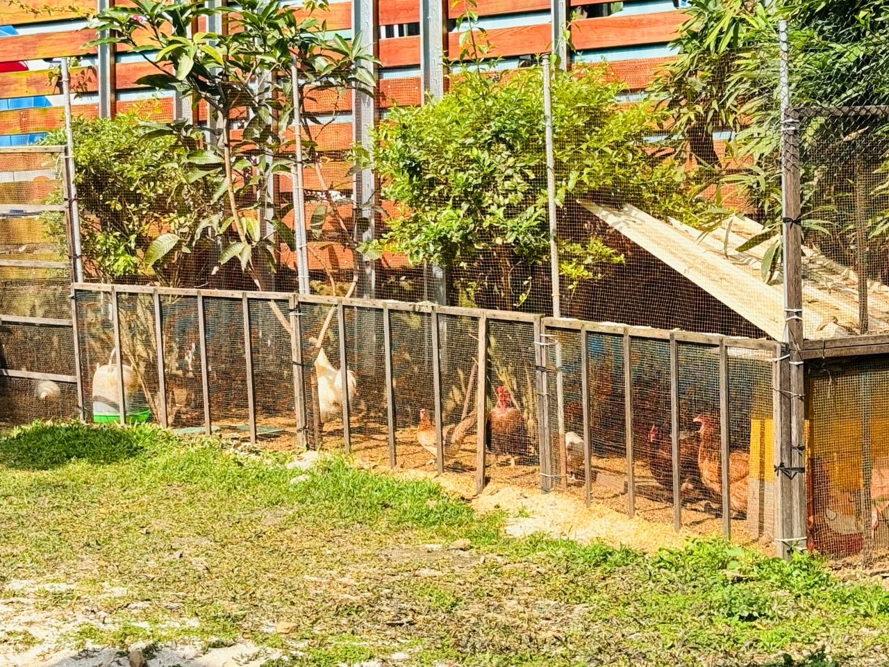 ★南投親子景點推薦★集元果觀光工廠，南投免費景點推薦！集集山蕉王國、球池沙坑、互動遊戲、必買伴手禮，一站滿足全家大小！