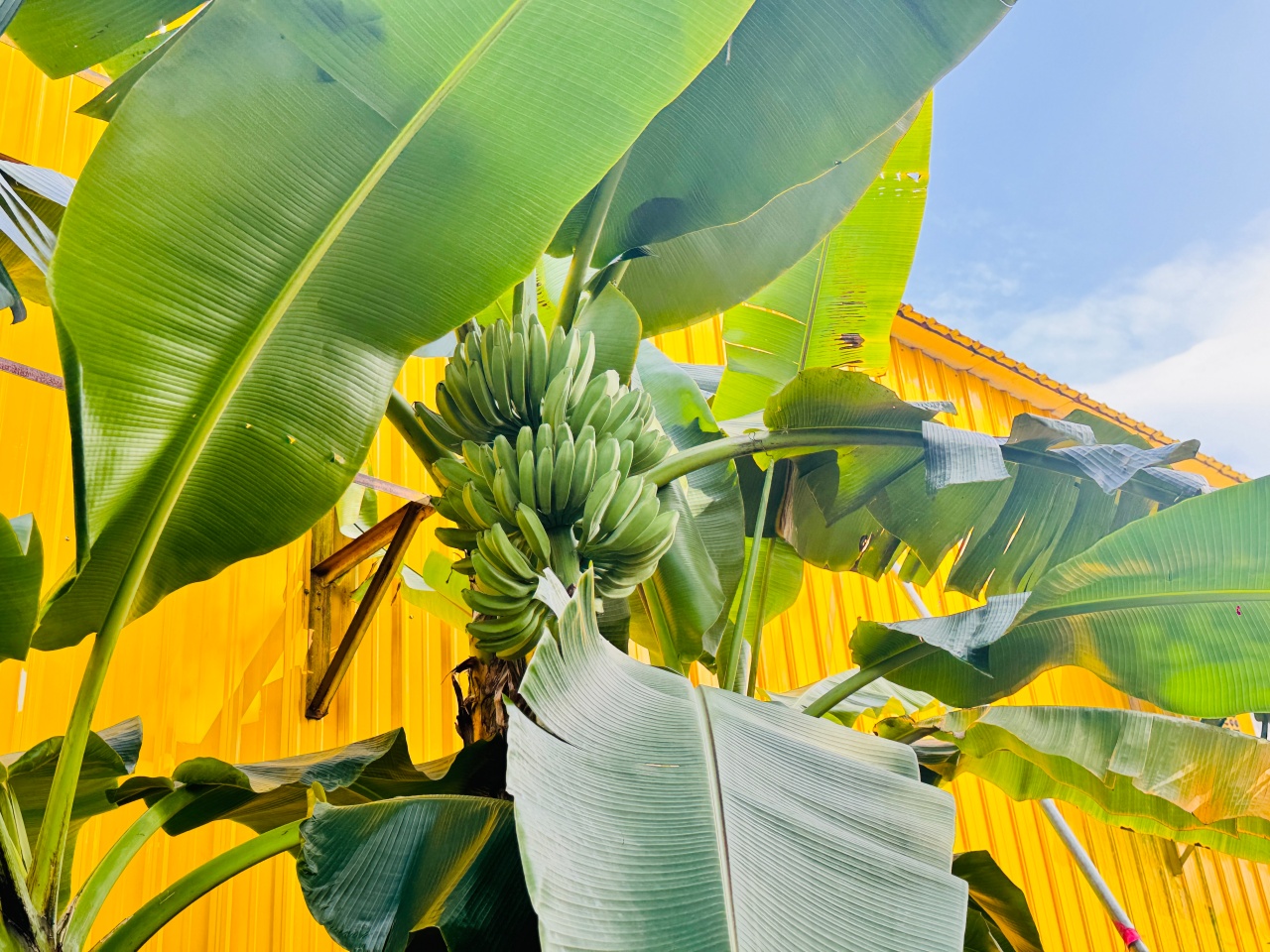 ★南投親子景點推薦★集元果觀光工廠,南投免費景點推薦!集集山蕉王國、球池沙坑、互動遊戲、必買伴手禮,一站滿足全家大小! - 第27張圖 ★南投親子景點推薦★集元果觀光工廠,南投免費景點推薦!集集山蕉王國、球池沙坑、互動遊戲、必買伴手禮,一站滿足全家大小!