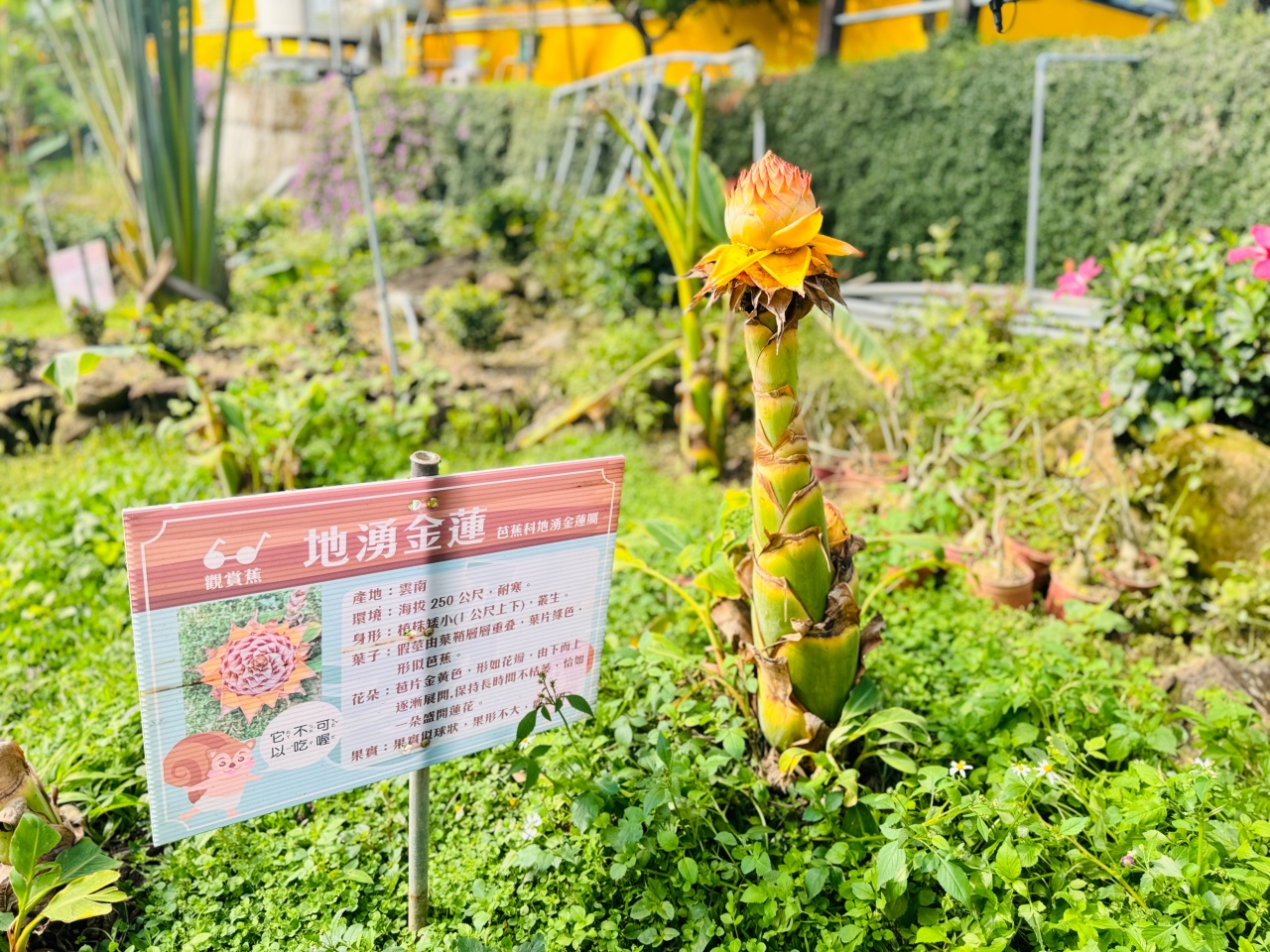 ★南投親子景點推薦★集元果觀光工廠，南投免費景點推薦！集集山蕉王國、球池沙坑、互動遊戲、必買伴手禮，一站滿足全家大小！