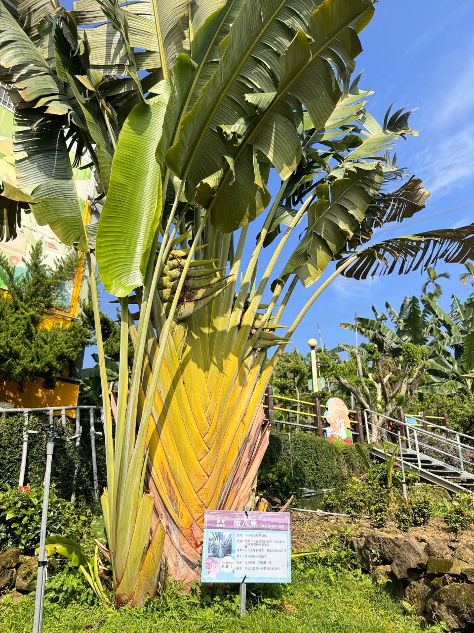 ★南投親子景點推薦★集元果觀光工廠,南投免費景點推薦!集集山蕉王國、球池沙坑、互動遊戲、必買伴手禮,一站滿足全家大小! - 第30張圖 ★南投親子景點推薦★集元果觀光工廠,南投免費景點推薦!集集山蕉王國、球池沙坑、互動遊戲、必買伴手禮,一站滿足全家大小!