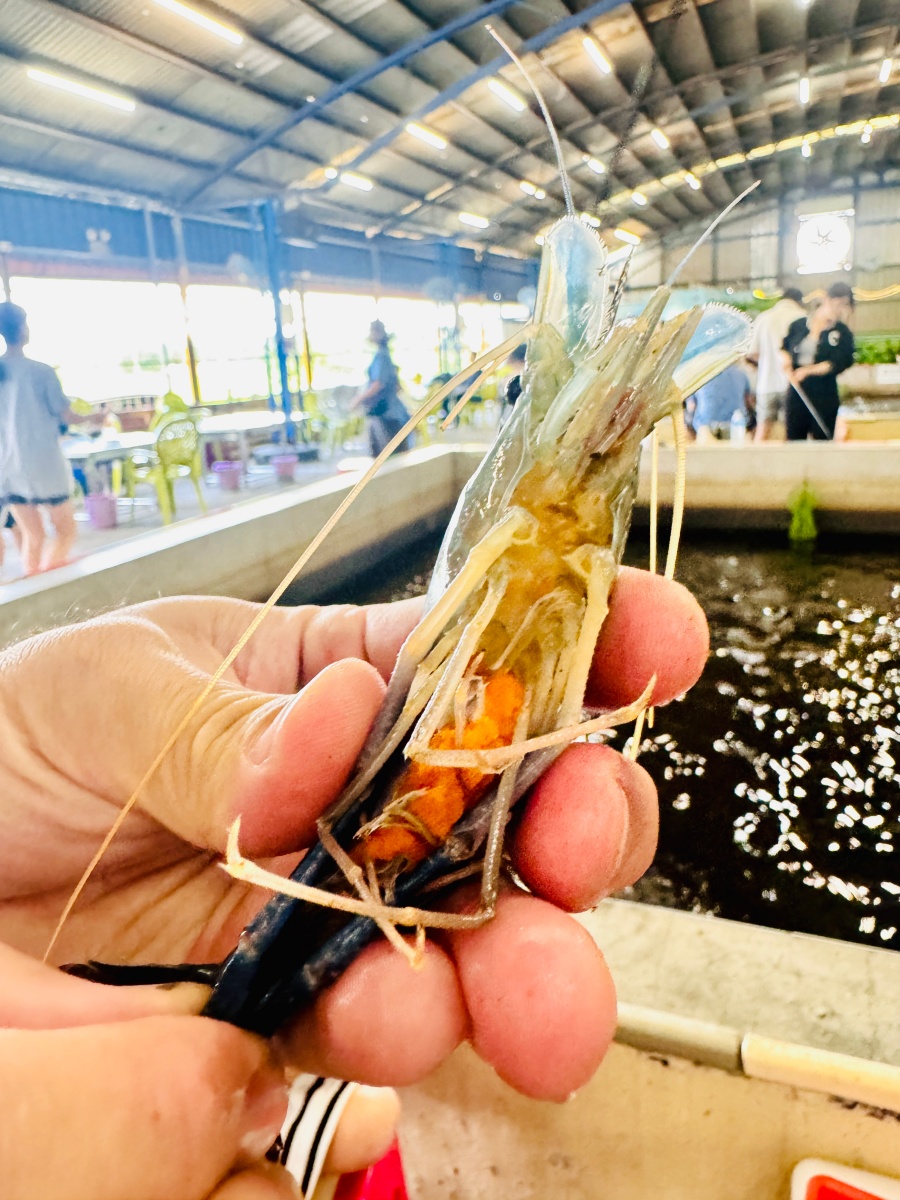 ★宜蘭親子景點★礁溪六隻蝦釣蝦場,新手、親子友善,乾淨無菸的釣蝦體驗,現烤泰國蝦、放電遊戲區,親子一日遊推薦! - 第15張圖 ★宜蘭親子景點★礁溪六隻蝦釣蝦場,新手、親子友善,乾淨無菸的釣蝦體驗,現烤泰國蝦、放電遊戲區,親子一日遊推薦!