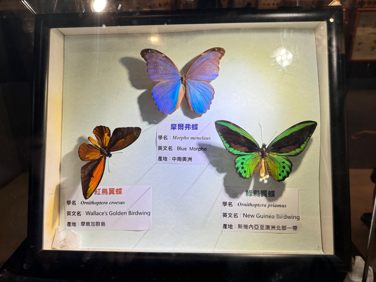 ★嘉義親子景點推薦★『嘉大昆蟲館』全台最美球體溫室、巨型彩蝶柱超吸睛!搭配免費專人導覽、活體觸摸體驗,城市森林親子一日遊推薦! - 第27張圖 ★嘉義親子景點推薦★『嘉大昆蟲館』全台最美球體溫室、巨型彩蝶柱超吸睛!搭配免費專人導覽、活體觸摸體驗,城市森林親子一日遊推薦!