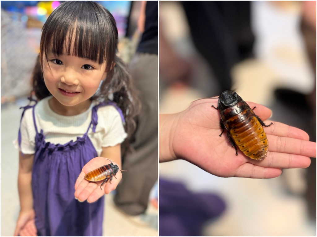 ★嘉義親子景點推薦★『嘉大昆蟲館』全台最美球體溫室、巨型彩蝶柱超吸睛!搭配免費專人導覽、活體觸摸體驗,城市森林親子一日遊推薦! - 第19張圖 ★嘉義親子景點推薦★『嘉大昆蟲館』全台最美球體溫室、巨型彩蝶柱超吸睛!搭配免費專人導覽、活體觸摸體驗,城市森林親子一日遊推薦!