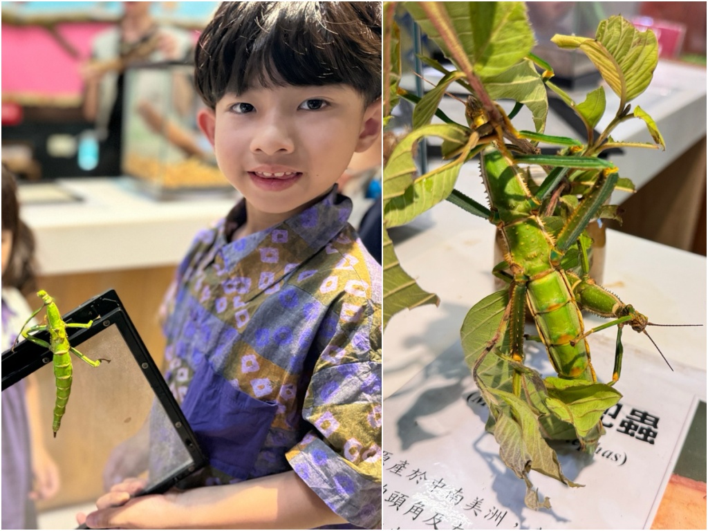 ★嘉義親子景點推薦★『嘉大昆蟲館』全台最美球體溫室、巨型彩蝶柱超吸睛!搭配免費專人導覽、活體觸摸體驗,城市森林親子一日遊推薦! - 第18張圖 ★嘉義親子景點推薦★『嘉大昆蟲館』全台最美球體溫室、巨型彩蝶柱超吸睛!搭配免費專人導覽、活體觸摸體驗,城市森林親子一日遊推薦!