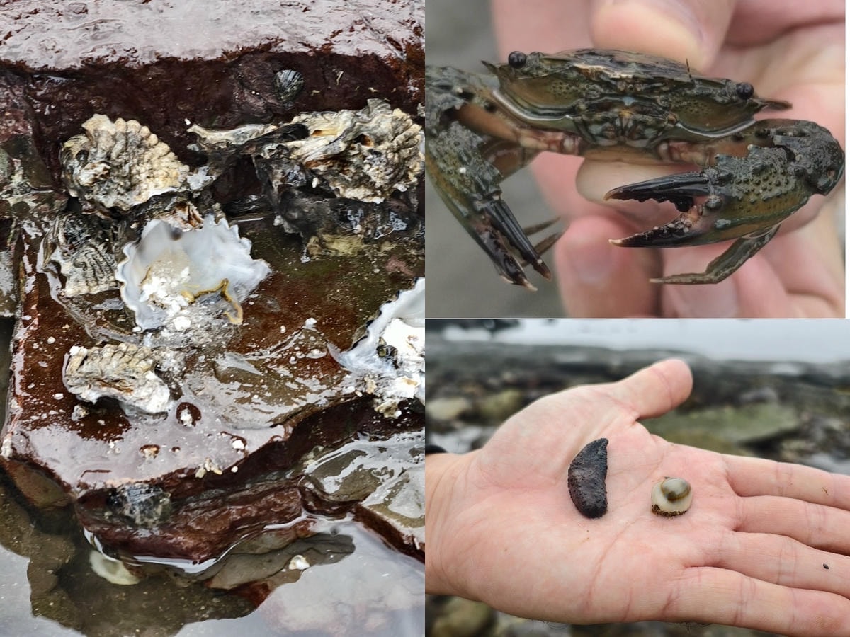 ★新北親子景點推薦★貢寮馬崗潮間帶,全台唯一台版濟州島海女體 ★新北親子景點推薦★貢寮馬崗潮間帶,全台唯一台版濟州島海女體