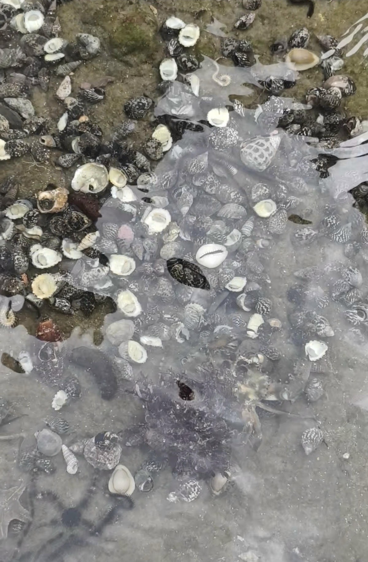 ★新北親子景點推薦★貢寮馬崗潮間帶,全台唯一台版濟州島海女體 ★新北親子景點推薦★貢寮馬崗潮間帶,全台唯一台版濟州島海女體