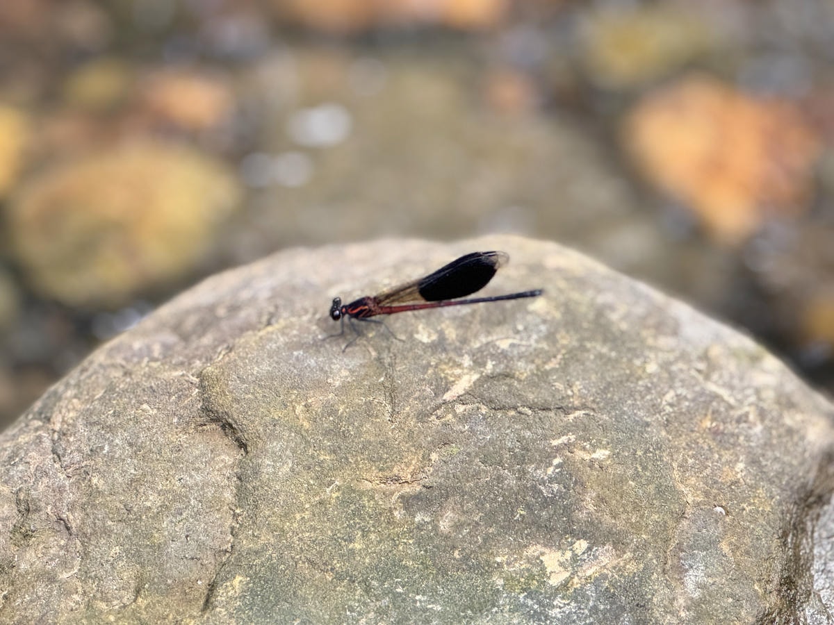 ★桃園親子景點推薦★『千層瀑布』夏日消暑秘境,免上山就能抵達 ★桃園親子景點推薦★『千層瀑布』夏日消暑秘境,免上山就能抵達