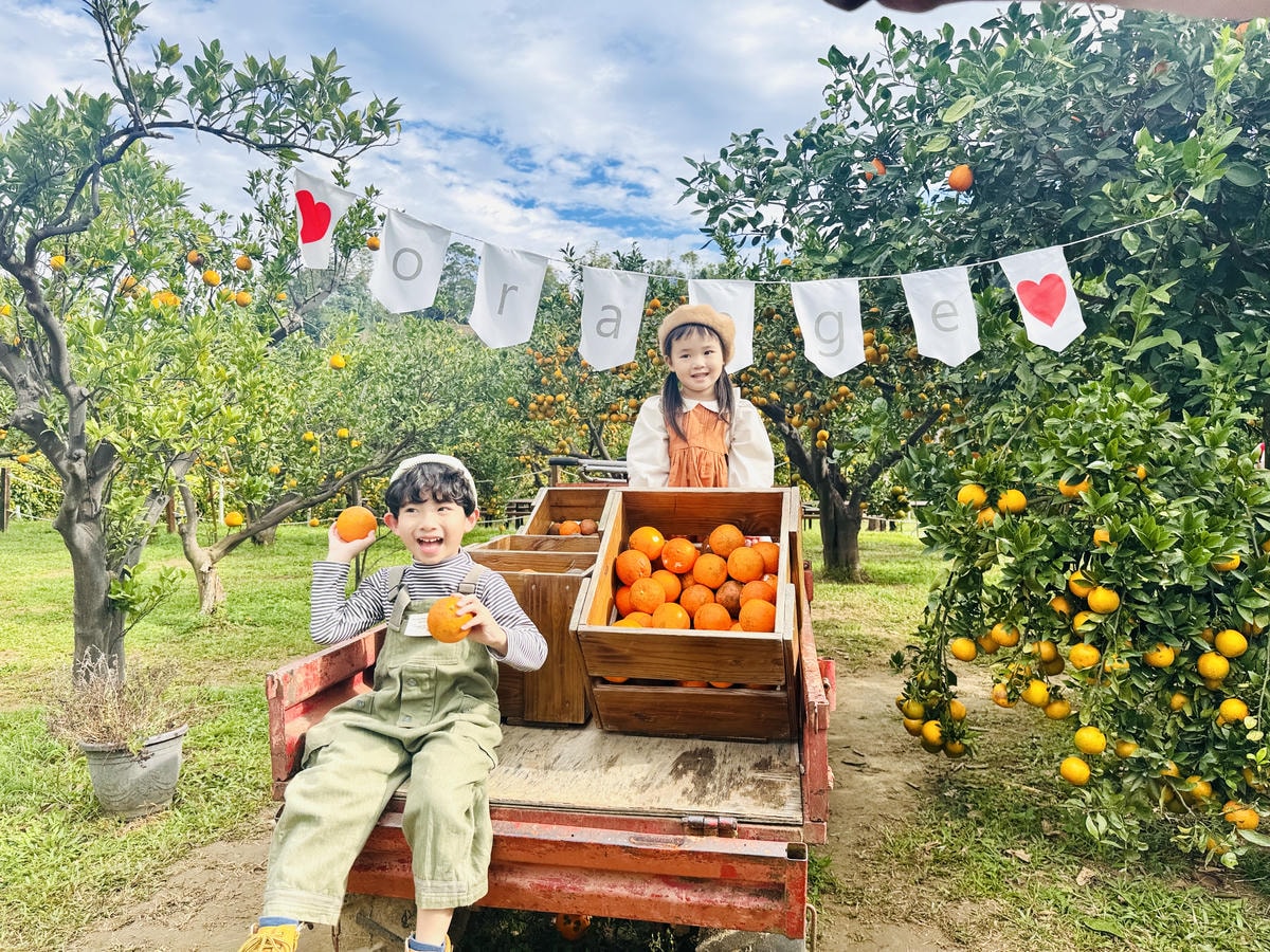 ★苗栗親子景點推薦★台版濟州島『橙香森林』橘子園，一年四季全