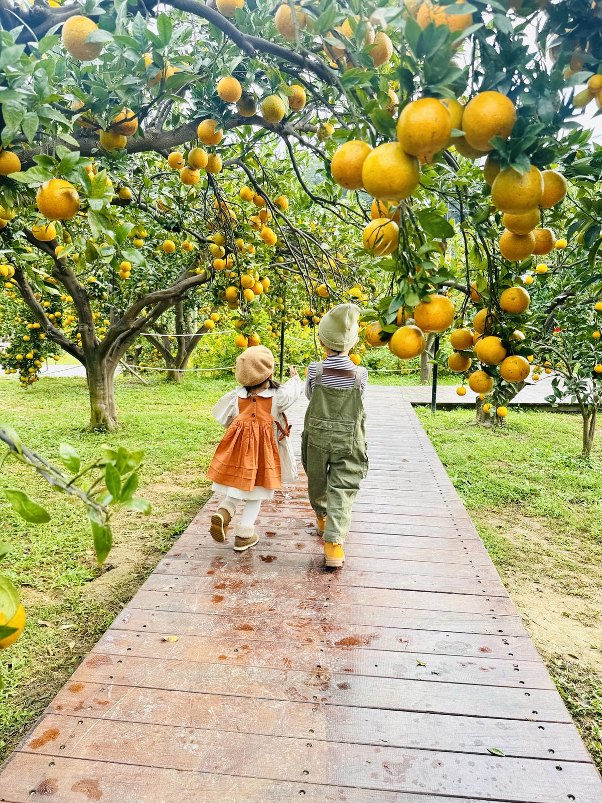 ★苗栗親子景點推薦★台版濟州島『橙香森林』橘子園，一年四季全
