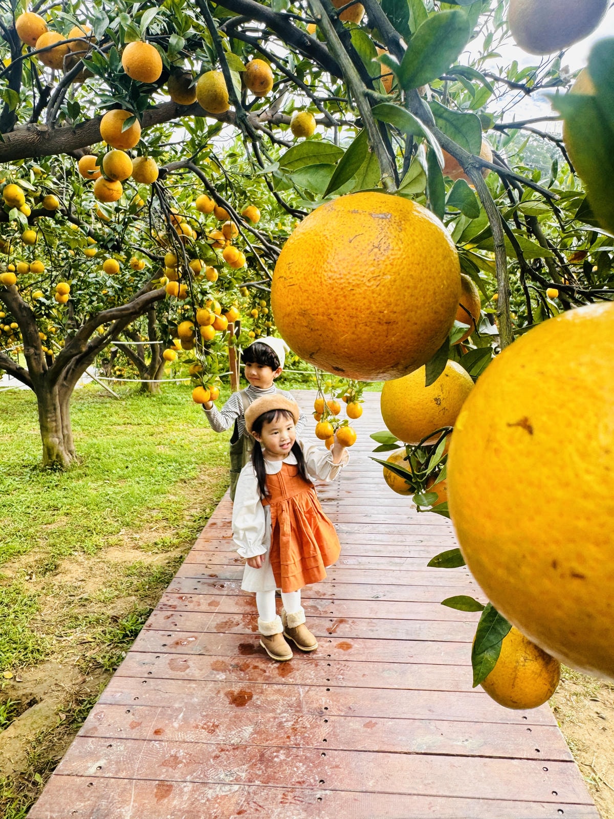 ★苗栗親子景點推薦★台版濟州島『橙香森林』橘子園，一年四季全