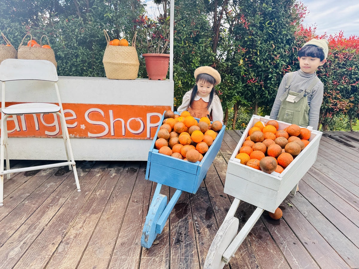 ★苗栗親子景點推薦★台版濟州島『橙香森林』橘子園，一年四季全