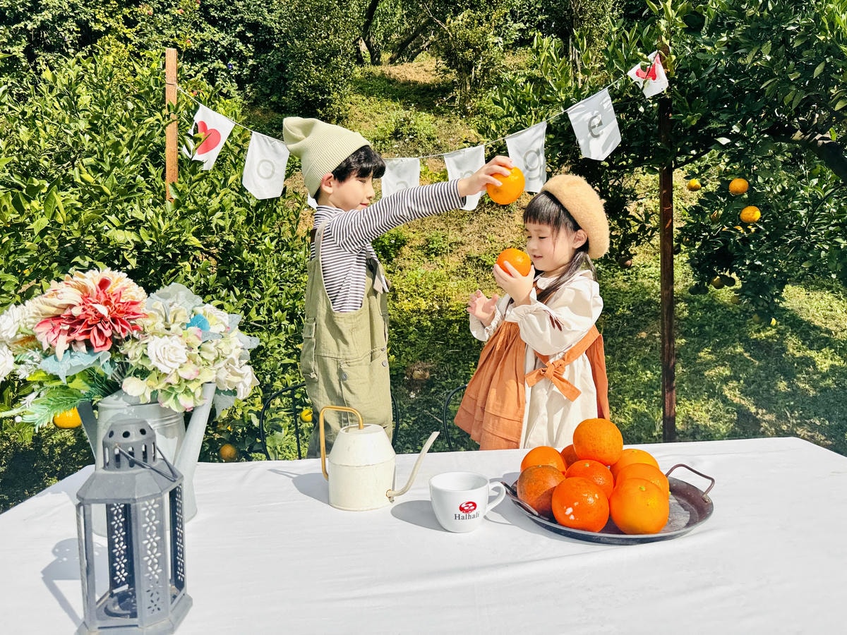 ★苗栗親子景點推薦★台版濟州島『橙香森林』橘子園，一年四季全