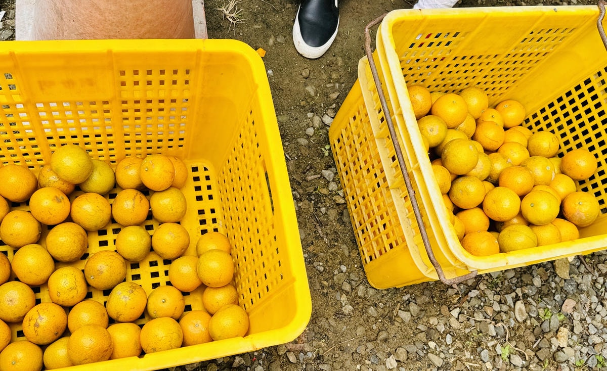 ★苗栗親子景點推薦★台版濟州島『橙香森林』橘子園，一年四季全