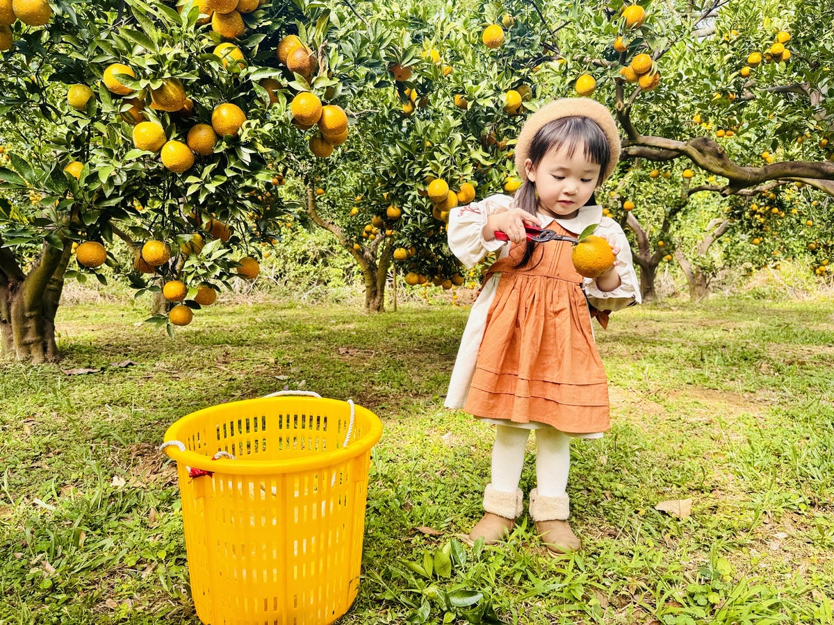 ★苗栗親子景點推薦★台版濟州島『橙香森林』橘子園，一年四季全