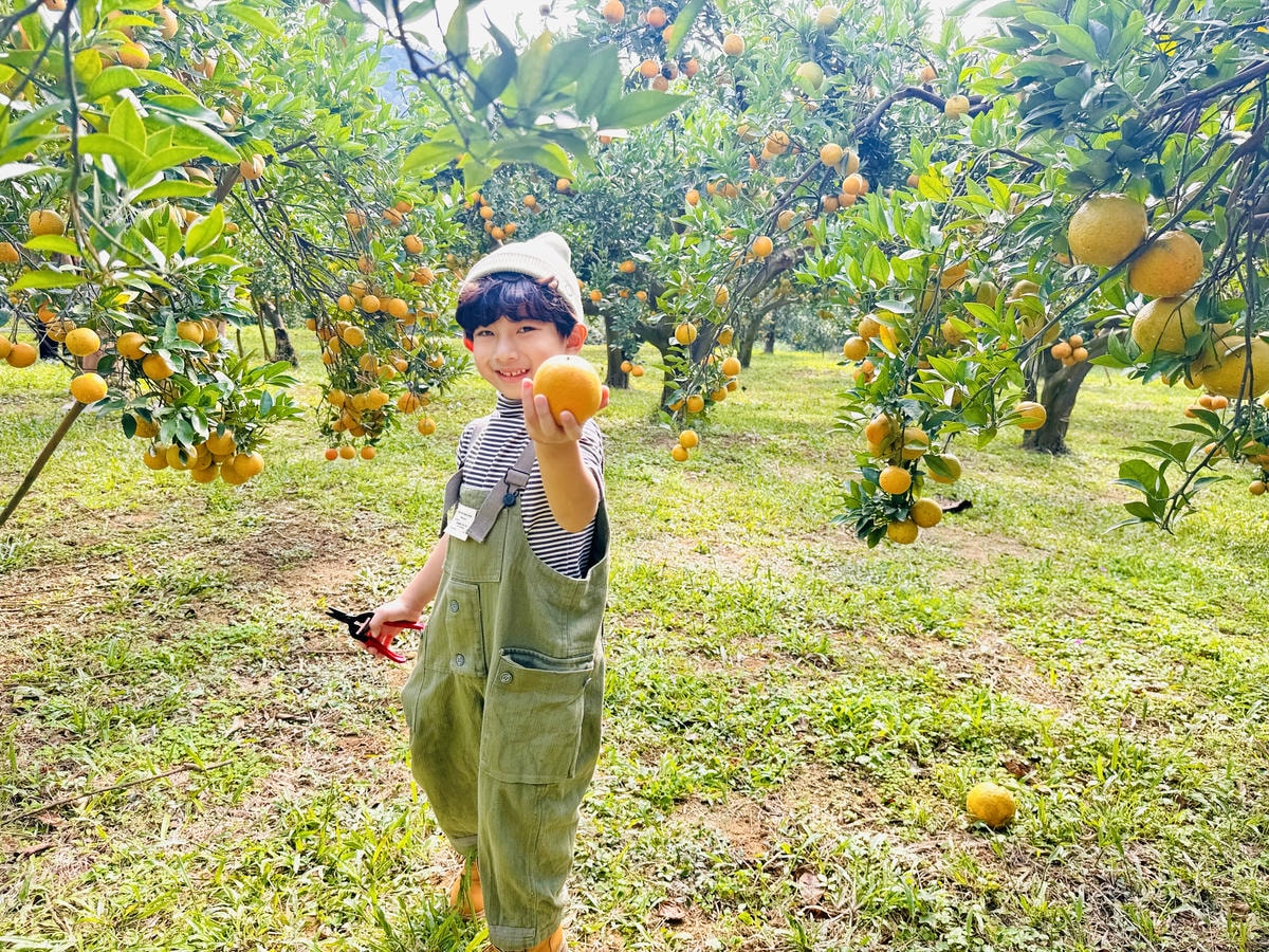 ★苗栗親子景點推薦★台版濟州島『橙香森林』橘子園，一年四季全