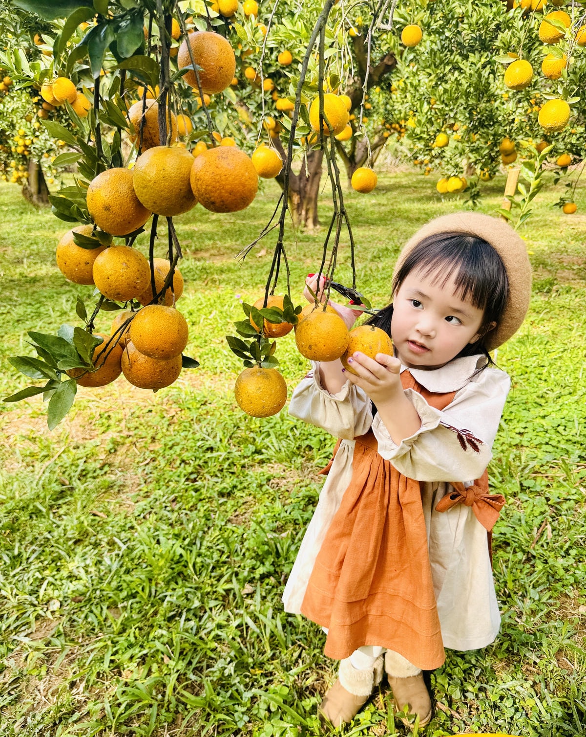 ★苗栗親子景點推薦★台版濟州島『橙香森林』橘子園，一年四季全