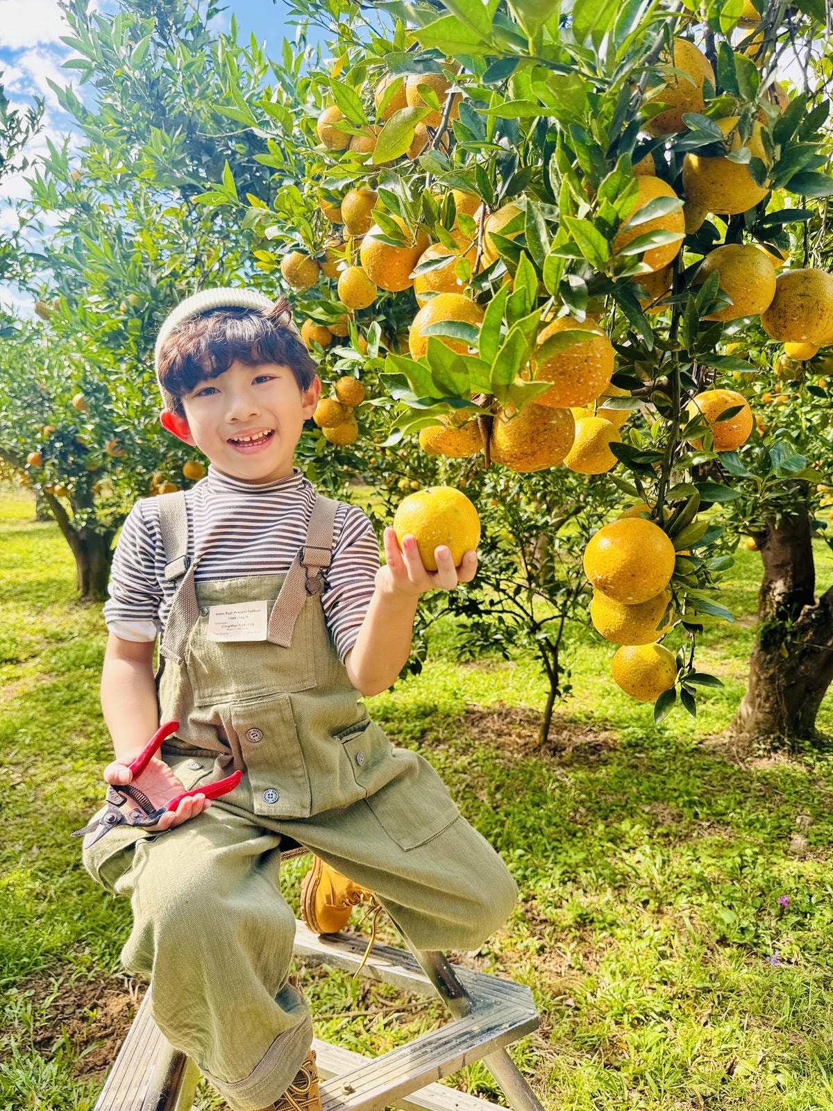 ★苗栗親子景點推薦★台版濟州島『橙香森林』橘子園，一年四季全