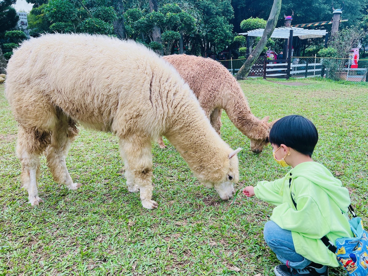 ★桃園●羊世界牧場&勇伯台灣羊餐廳*國小以下免費入園,花百元 ★桃園●羊世界牧場&勇伯台灣羊餐廳*國小以下免費入園,花百元