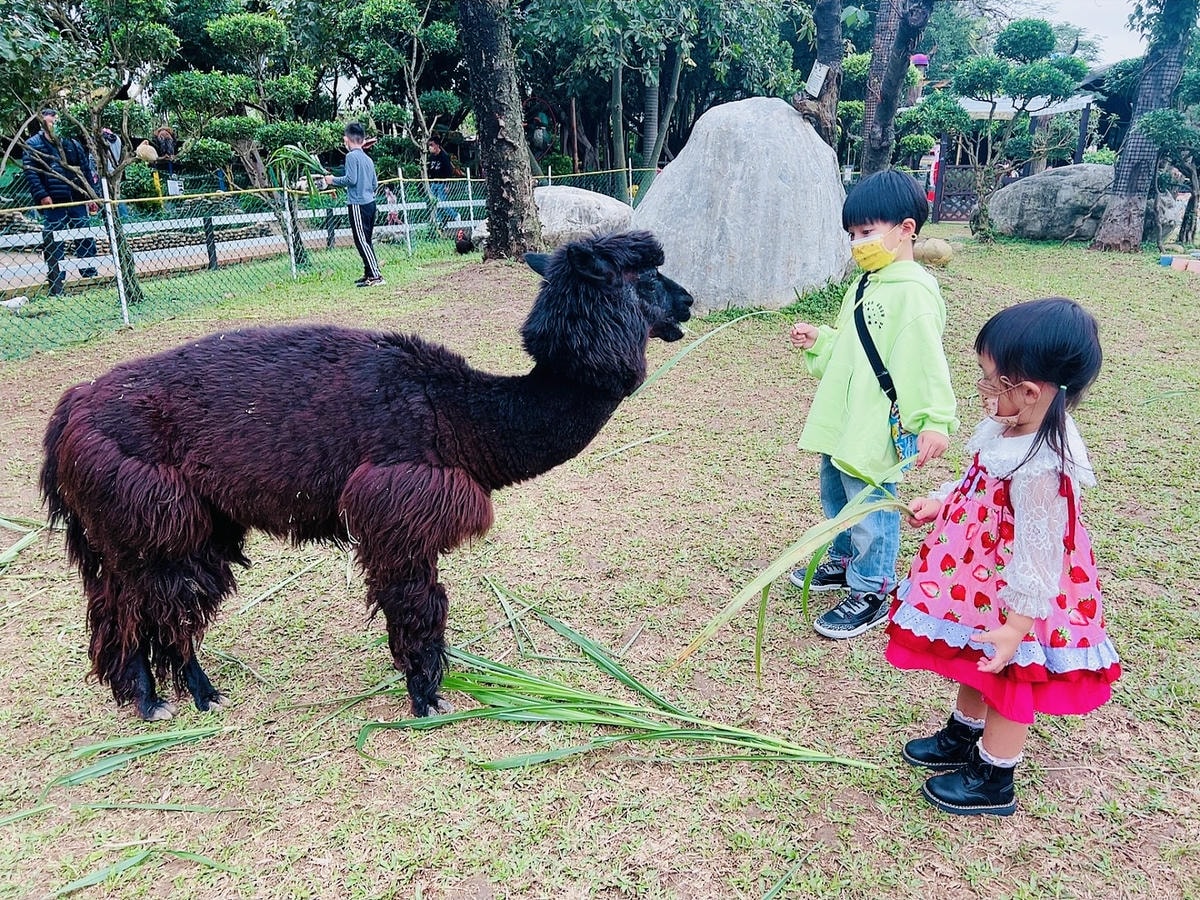 ★桃園●羊世界牧場&勇伯台灣羊餐廳*國小以下免費入園,花百元 ★桃園●羊世界牧場&勇伯台灣羊餐廳*國小以下免費入園,花百元