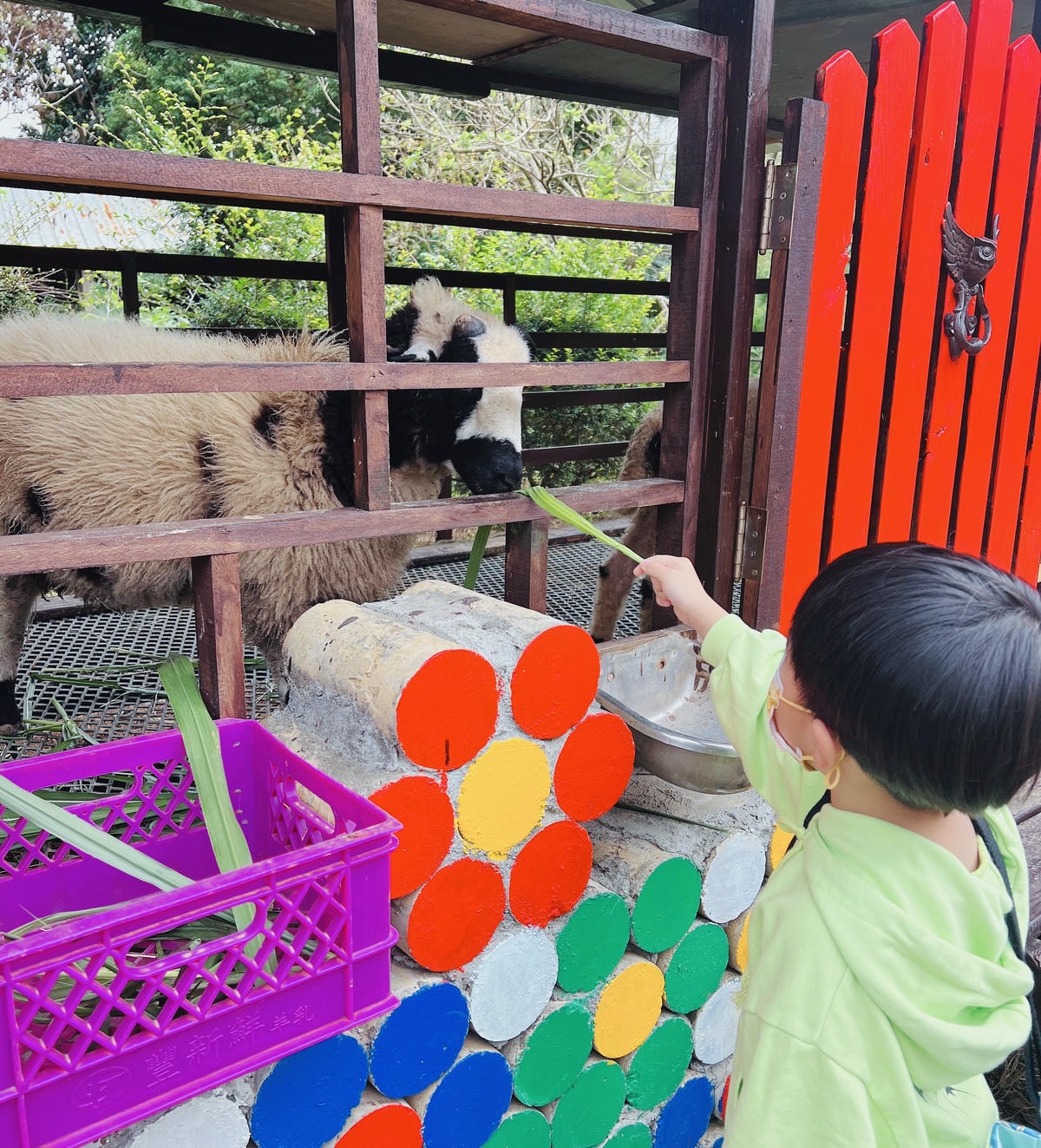 ★桃園●羊世界牧場&勇伯台灣羊餐廳*國小以下免費入園,花百元 ★桃園●羊世界牧場&勇伯台灣羊餐廳*國小以下免費入園,花百元
