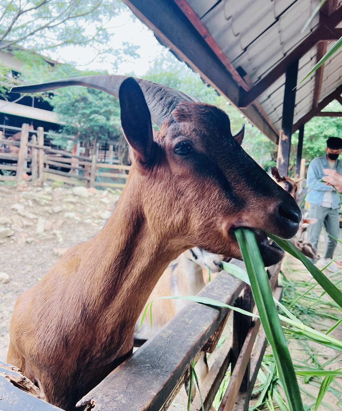 ★桃園●羊世界牧場&勇伯台灣羊餐廳*國小以下免費入園,花百元 ★桃園●羊世界牧場&勇伯台灣羊餐廳*國小以下免費入園,花百元