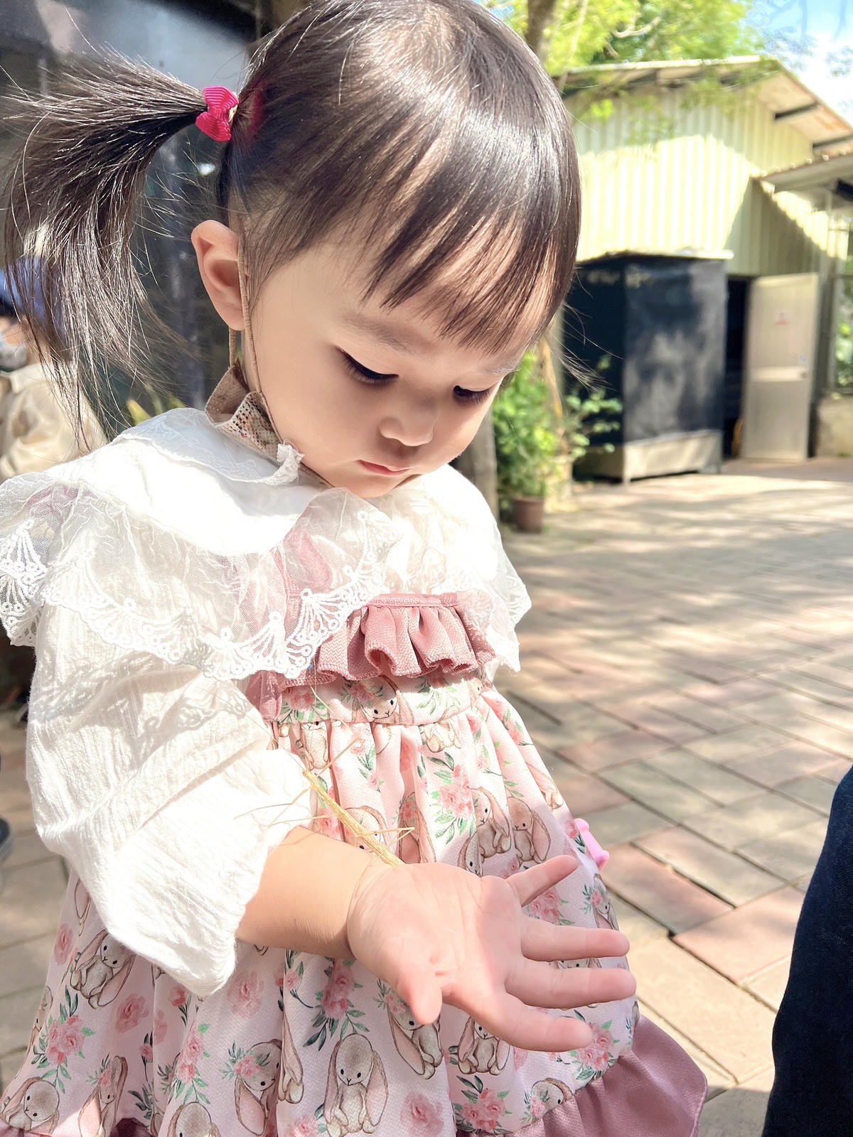 ★嘉義●中埔*獨角仙休閒農場*滑草、釣鰲蝦、餵羊駝、生態導覽 ★嘉義●中埔*獨角仙休閒農場*滑草、釣鰲蝦、餵羊駝、生態導覽