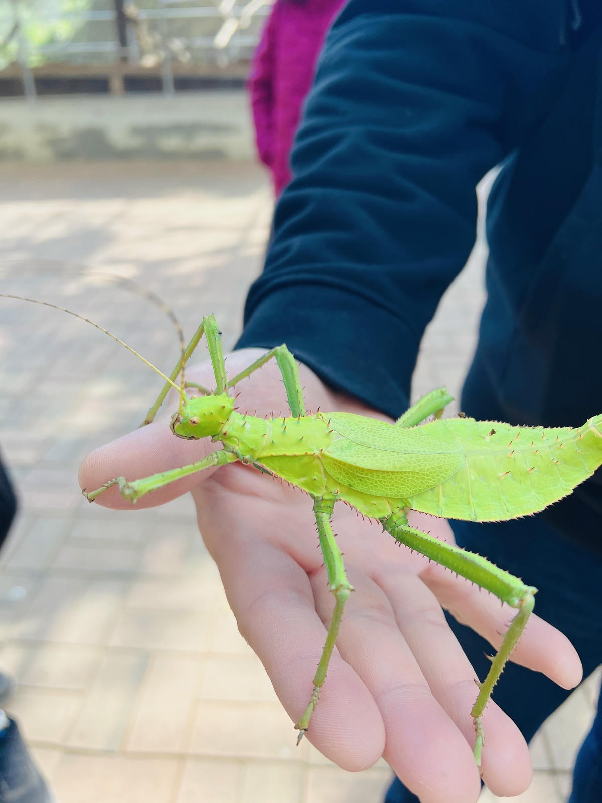★嘉義●中埔*獨角仙休閒農場*滑草、釣鰲蝦、餵羊駝、生態導覽 ★嘉義●中埔*獨角仙休閒農場*滑草、釣鰲蝦、餵羊駝、生態導覽