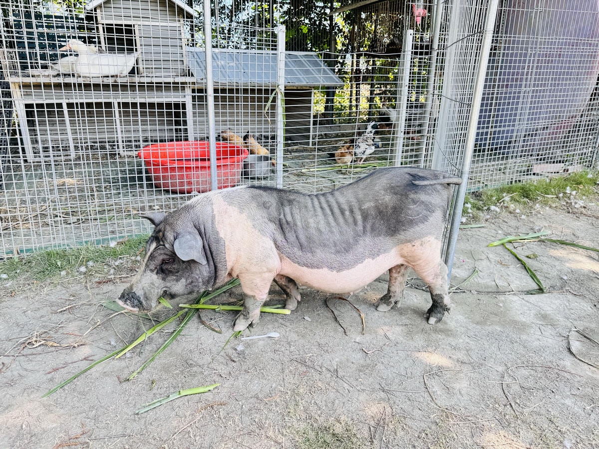 ★彰化親子景點推薦★彰化田尾最新『有樂莊園』百元門票全額抵, ★彰化親子景點推薦★彰化田尾最新『有樂莊園』百元門票全額抵,