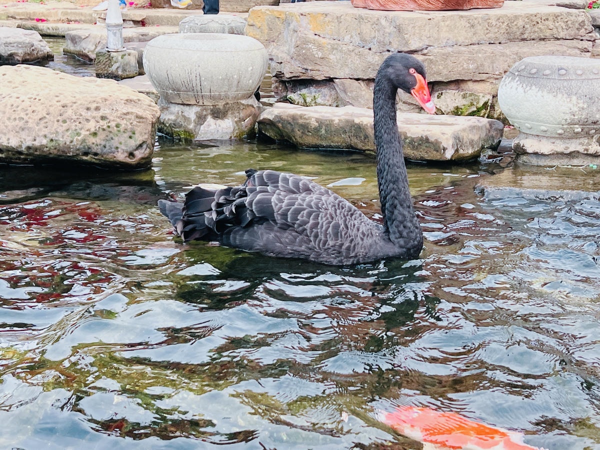 ★南投親子景點推薦★『 星月天空景觀餐廳 』超人氣景點,南投 ★南投親子景點推薦★『 星月天空景觀餐廳 』超人氣景點,南投