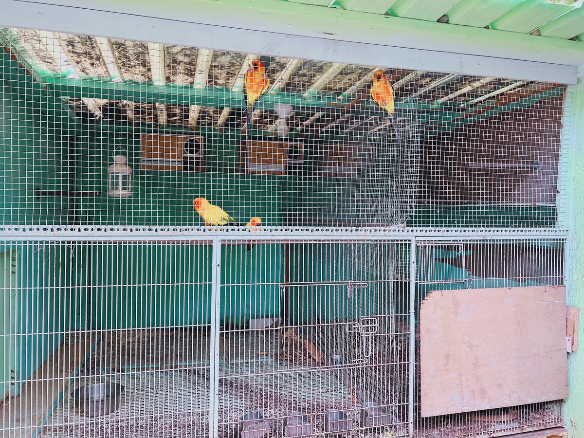 ★台中親子景點推薦★免費親子農場『益健乳羊牧場』可以餵食羊咩 ★台中親子景點推薦★免費親子農場『益健乳羊牧場』可以餵食羊咩