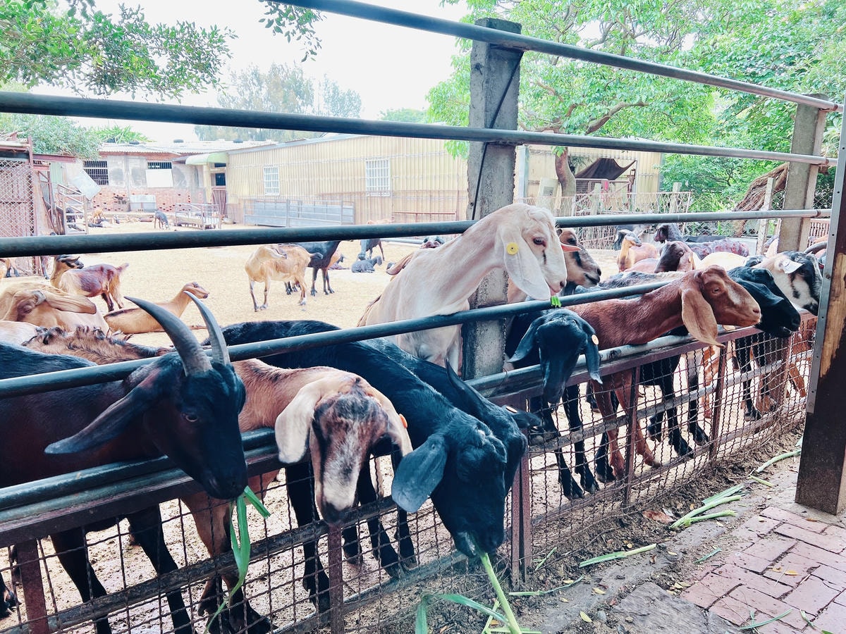 ★台中親子景點推薦★免費親子農場『益健乳羊牧場』可以餵食羊咩 ★台中親子景點推薦★免費親子農場『益健乳羊牧場』可以餵食羊咩
