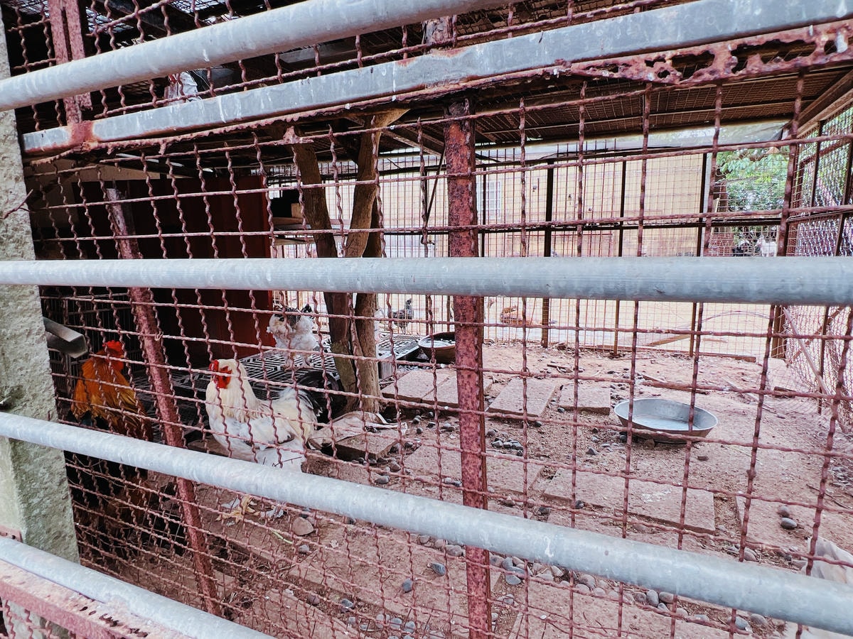 ★台中親子景點推薦★免費親子農場『益健乳羊牧場』可以餵食羊咩 ★台中親子景點推薦★免費親子農場『益健乳羊牧場』可以餵食羊咩