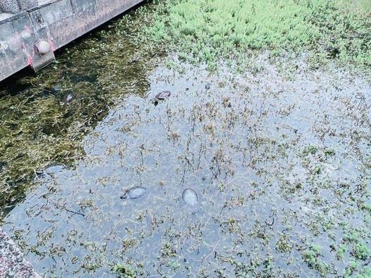 ★台中親子景點推薦★免費親子農場『益健乳羊牧場』可以餵食羊咩 ★台中親子景點推薦★免費親子農場『益健乳羊牧場』可以餵食羊咩