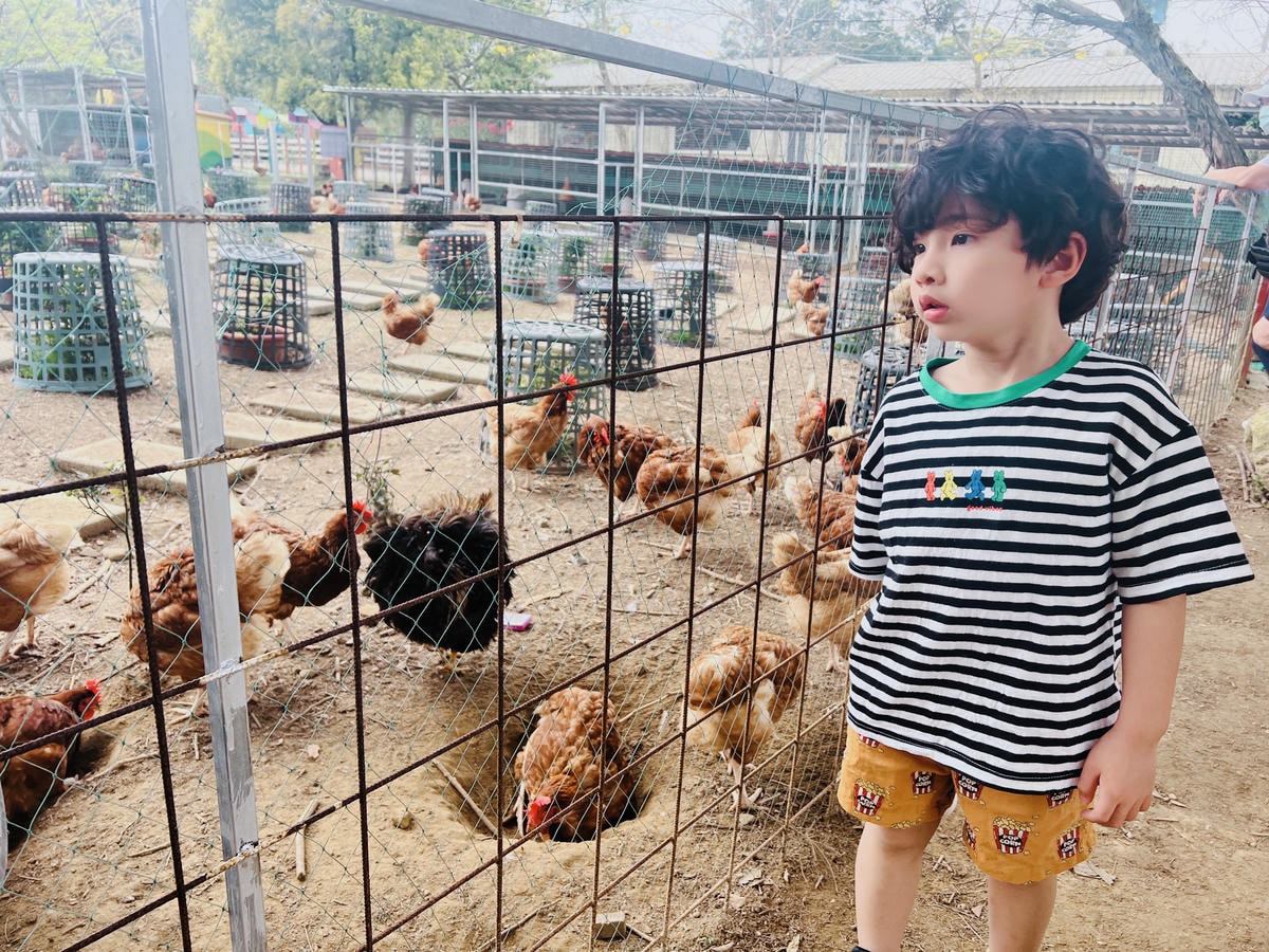 ★桃園親子農場推薦★『 富田花園農場 』近距離互動餵食可愛動 ★桃園親子農場推薦★『 富田花園農場 』近距離互動餵食可愛動