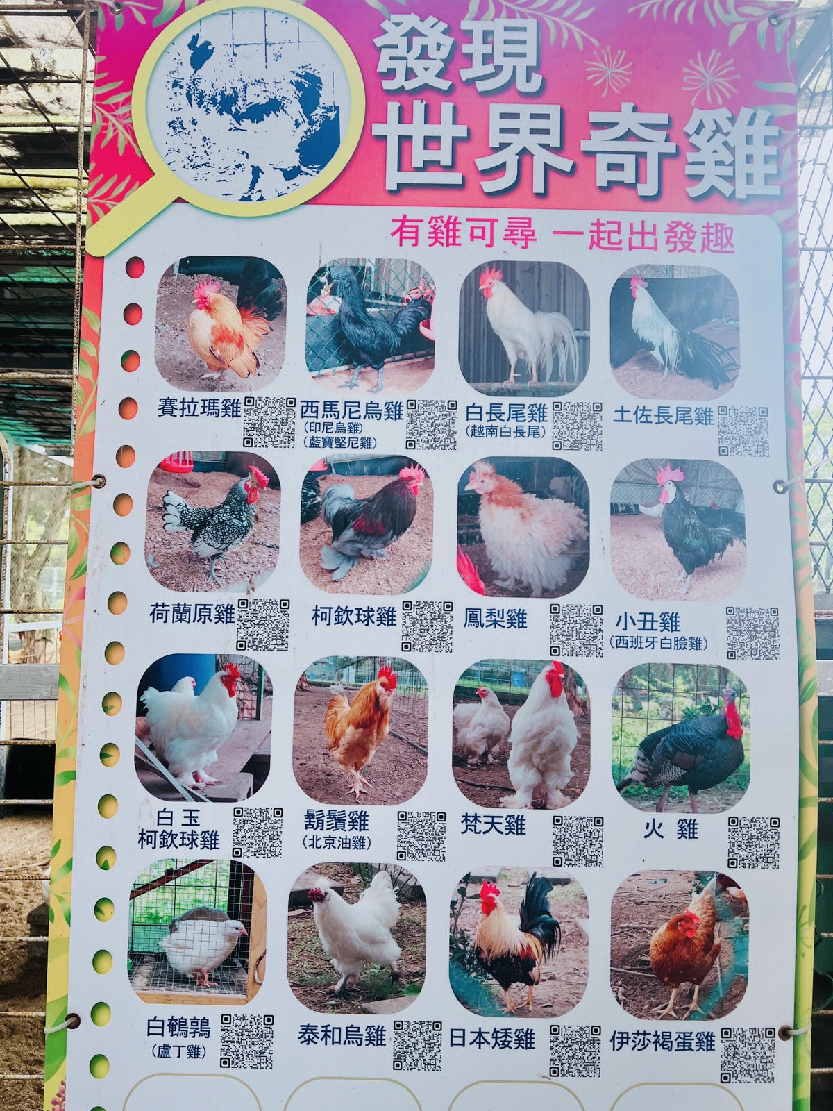 ★桃園親子農場推薦★『 富田花園農場 』近距離互動餵食可愛動 ★桃園親子農場推薦★『 富田花園農場 』近距離互動餵食可愛動