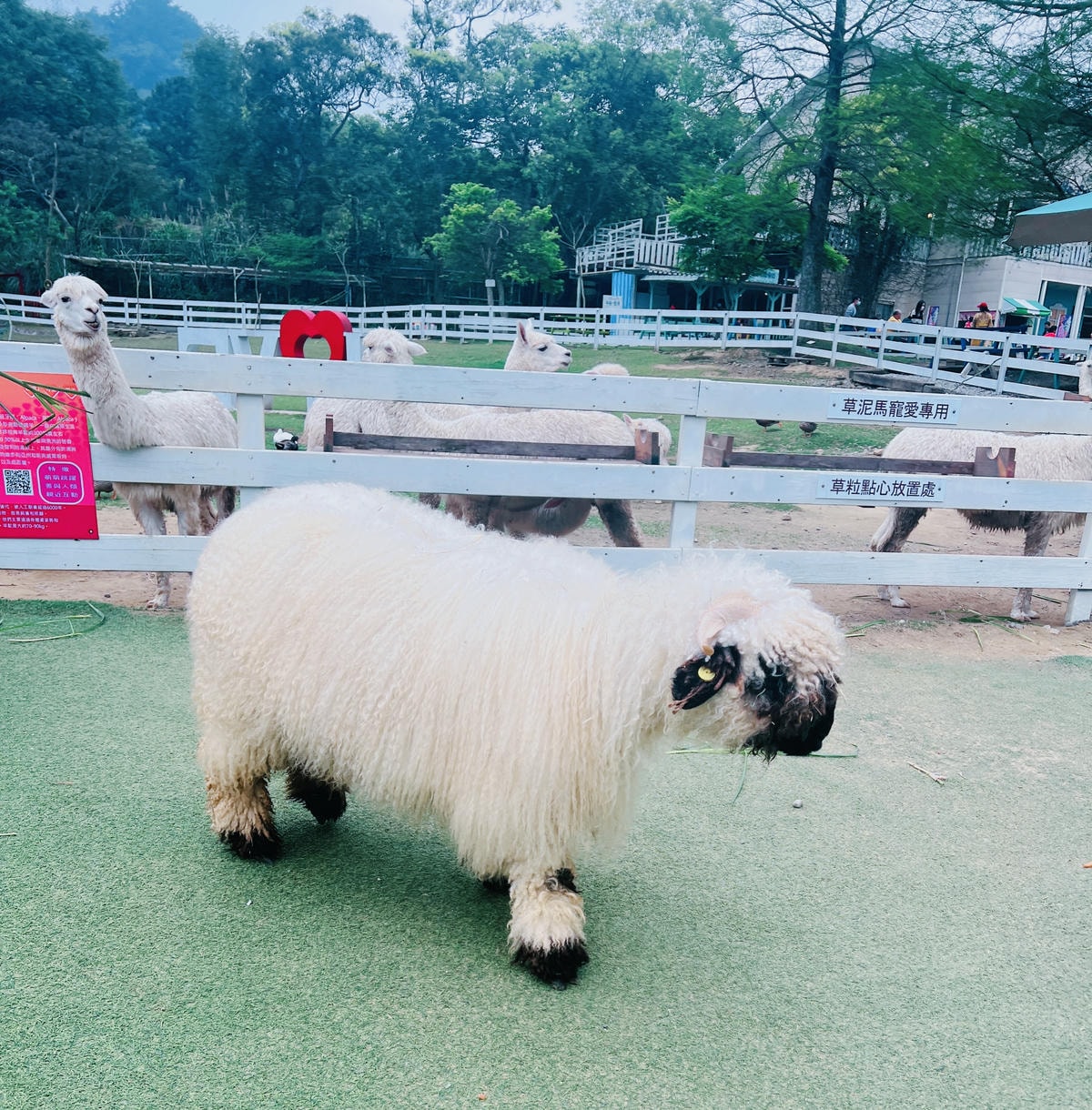 ★桃園親子農場推薦★『 富田花園農場 』近距離互動餵食可愛動 ★桃園親子農場推薦★『 富田花園農場 』近距離互動餵食可愛動