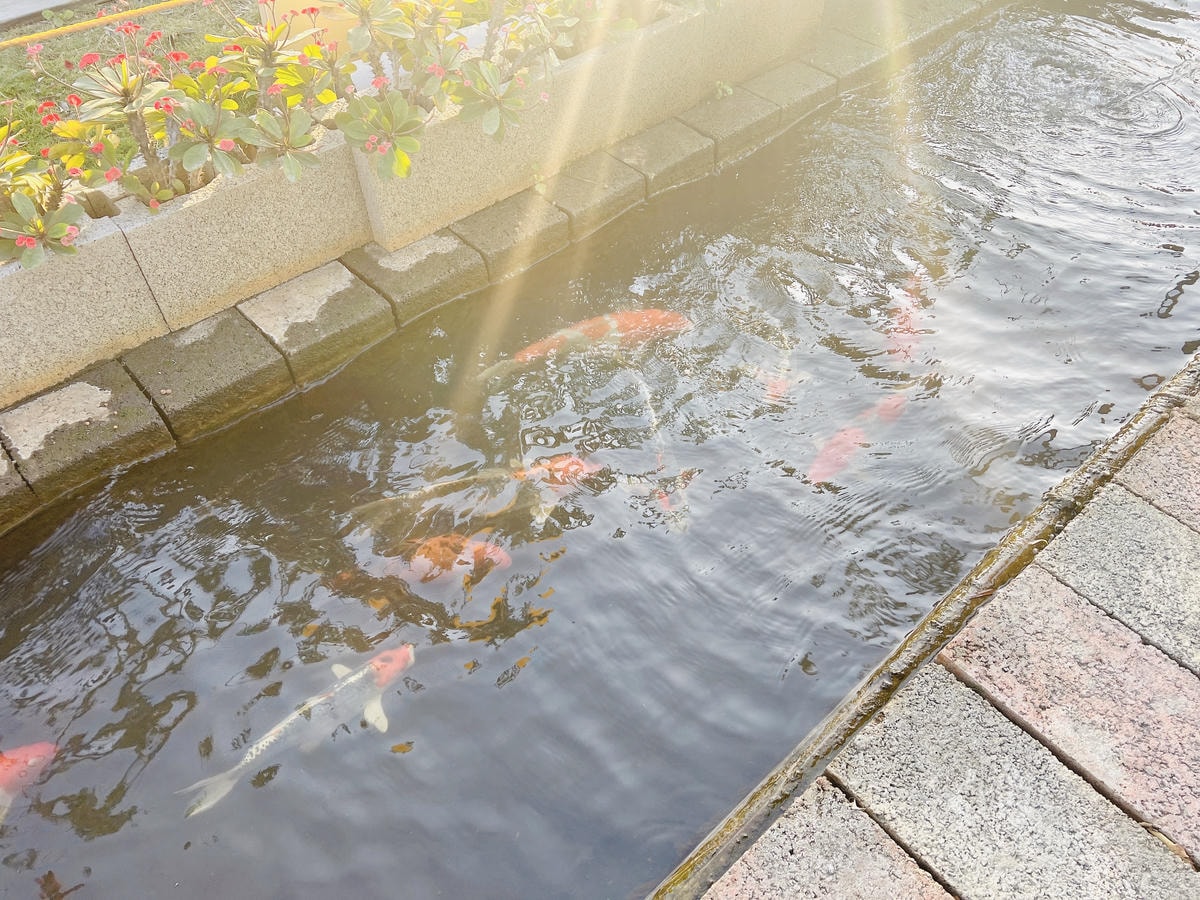 ★彰化●欣蝶園親子休閒農場*假日限定,六歲以下免費入園,還有 ★彰化●欣蝶園親子休閒農場*假日限定,六歲以下免費入園,還有