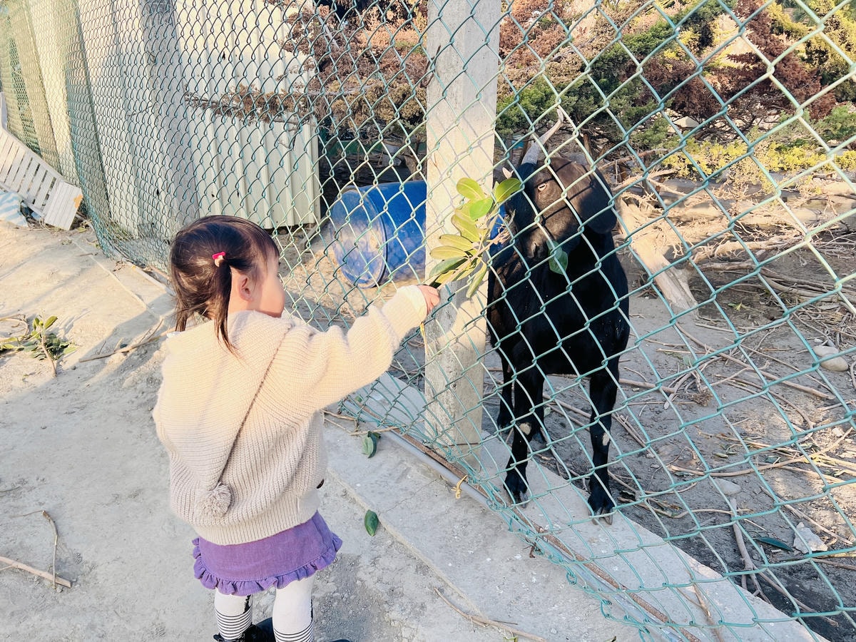 ★彰化●欣蝶園親子休閒農場*假日限定,六歲以下免費入園,還有 ★彰化●欣蝶園親子休閒農場*假日限定,六歲以下免費入園,還有